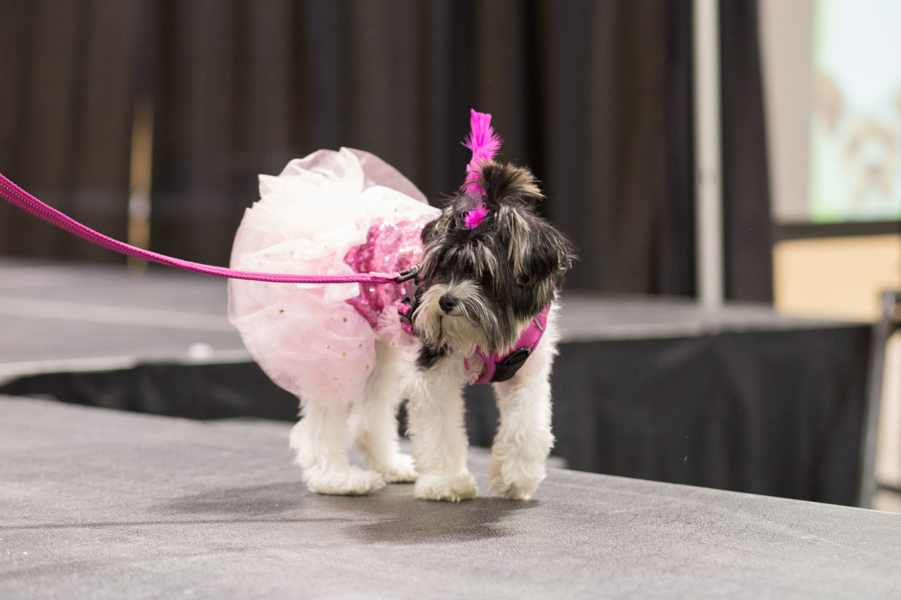 Pet Expo